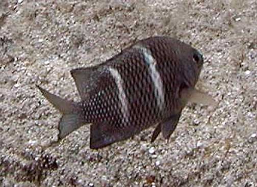 ภาพ ปลาสลิดหินฮาวาย (Plectroglyphidodon sindonis)