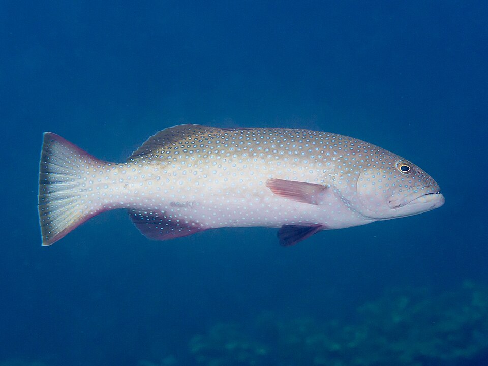 ภาพ ปลากะรัง areolatus (Plectropomus areolatus)