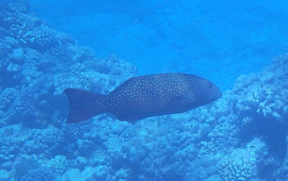ภาพ ปลากุดสลาดลายเสือ (Plectropomus laevis)