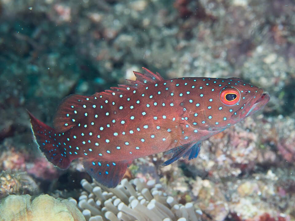 ภาพ ปลากะรังจุดฟ้าจุดใหญ่ (Plectropomus maculatus)