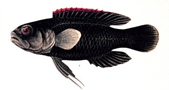 ภาพ ปลา coeruleolineatus (Plesiops coeruleolineatus)