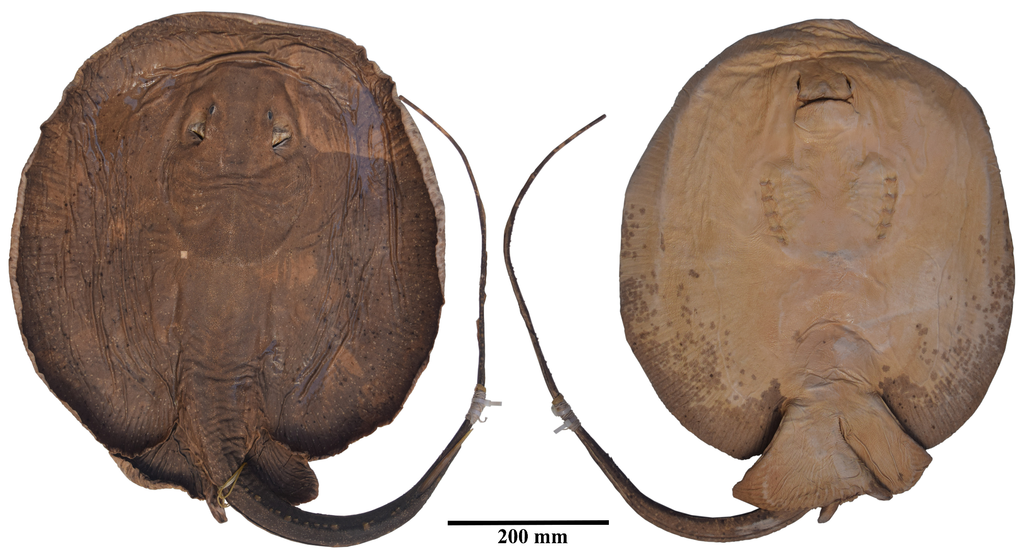 ภาพ ปลา iwamae (Plesiotrygon iwamae)
