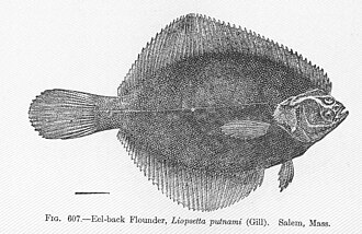 ภาพ ปลา putnami (Pleuronectes putnami)