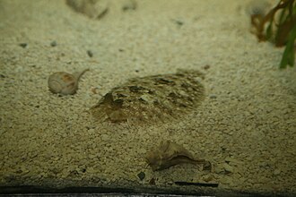 ภาพ ปลา coenosus (Pleuronichthys coenosus)