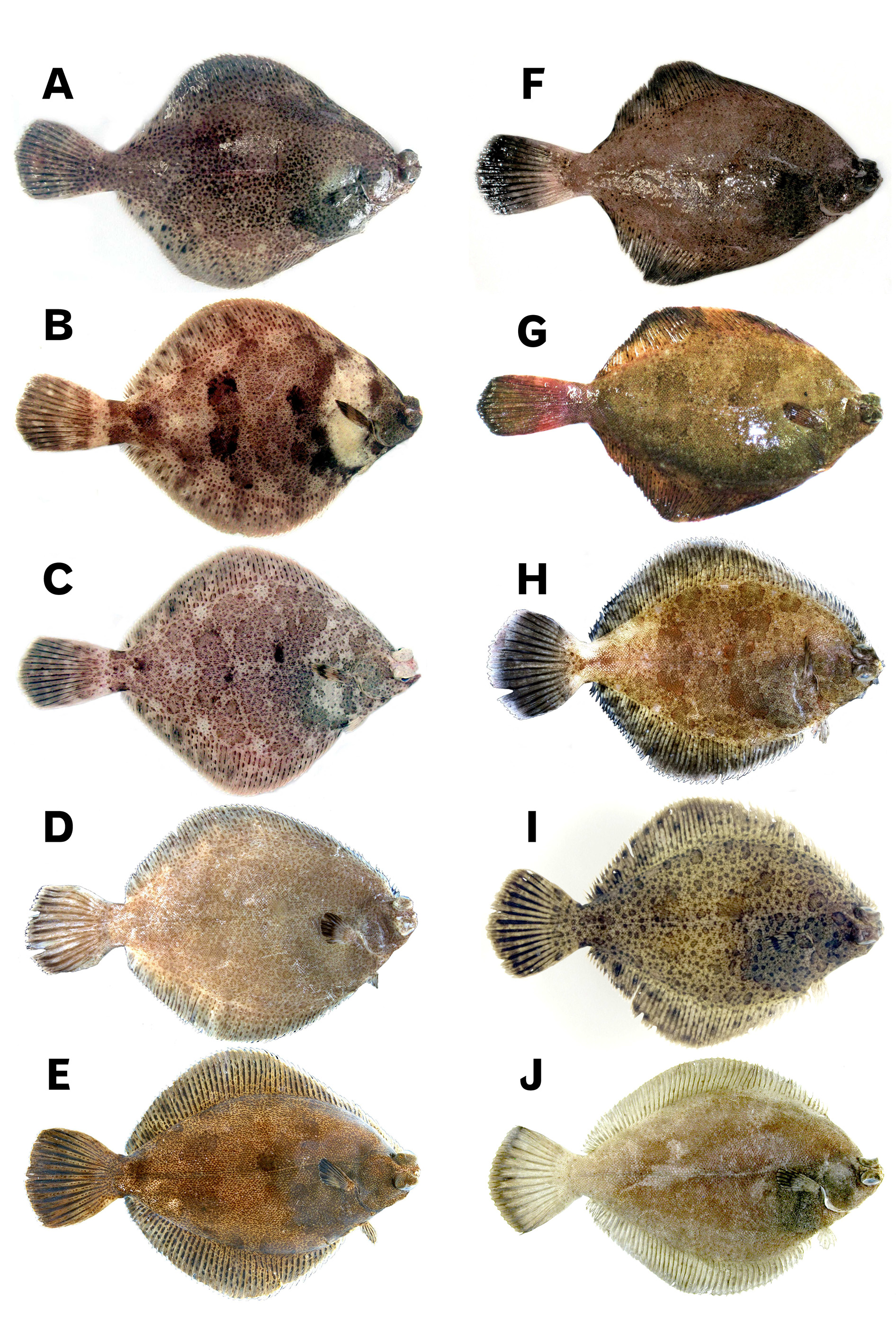 ภาพ ปลา cornutus (Pleuronichthys cornutus)