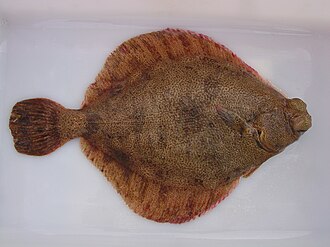 ภาพ ปลา decurrens (Pleuronichthys decurrens)