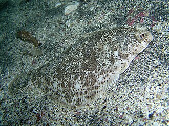 ภาพ ปลา japonicus (Pleuronichthys japonicus)