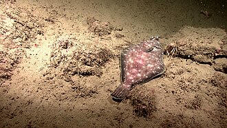 ภาพ ปลา ritteri (Pleuronichthys ritteri)