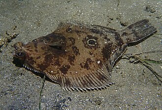 ภาพ ปลา verticalis (Pleuronichthys verticalis)