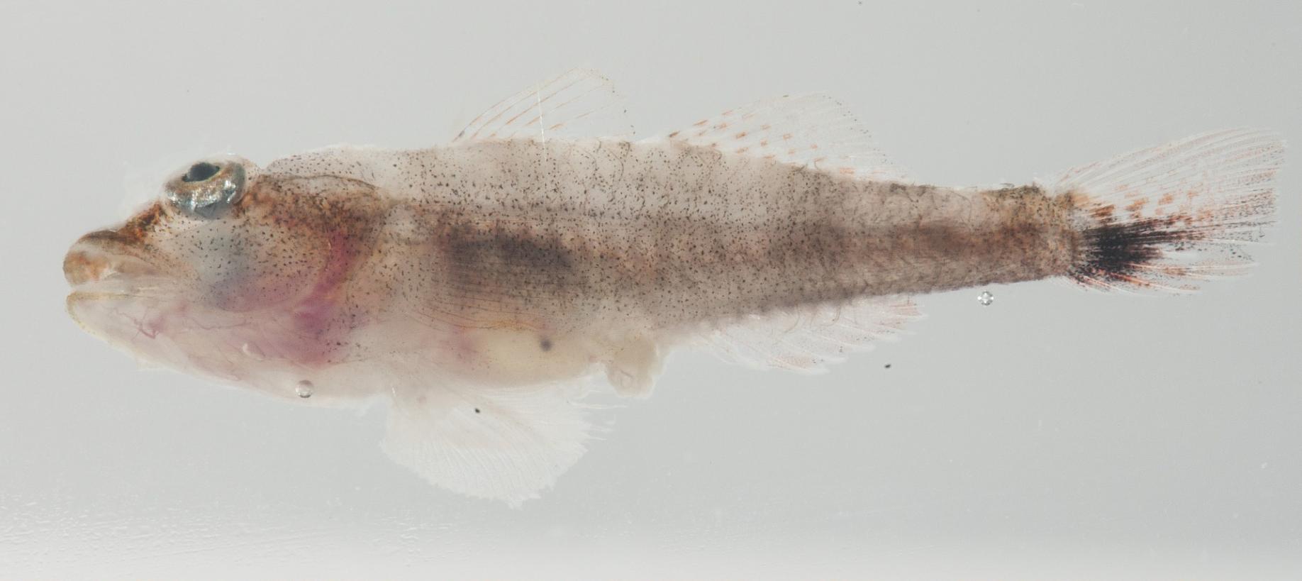 ภาพ ปลาบู่ australis (Pleurosicya australis)