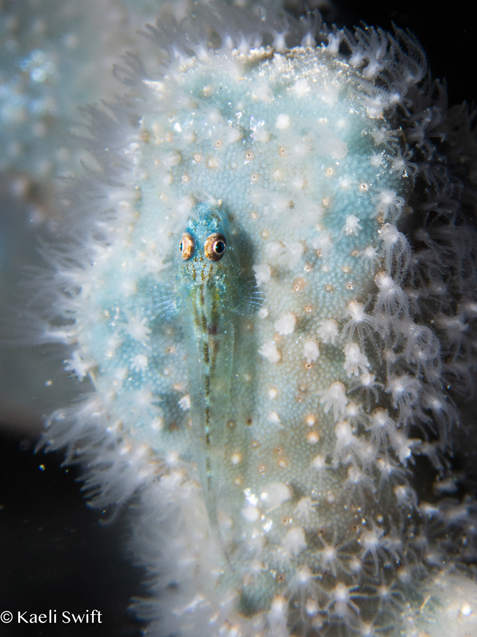 ภาพ ปลาบู่น้ำเงินปะการังผี (Pleurosicya coerulea)