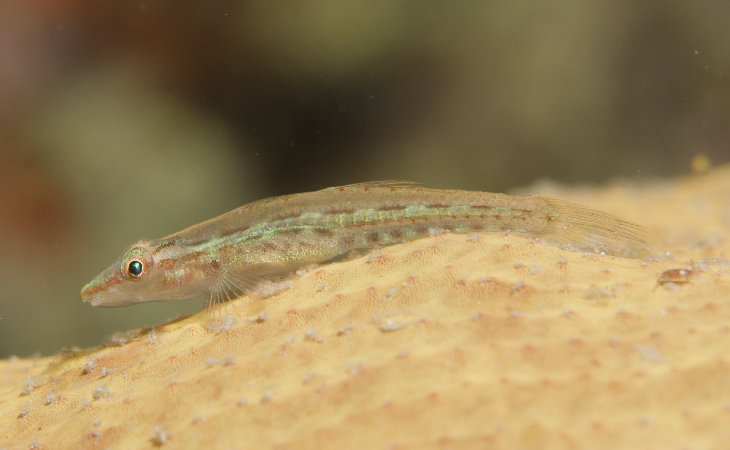 ภาพ ปลาบู่บู่ (Pleurosicya elongata)