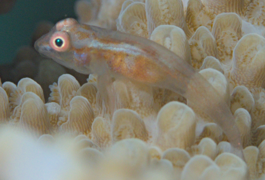 ภาพ ปลาบู่ fringilla (Pleurosicya fringilla)