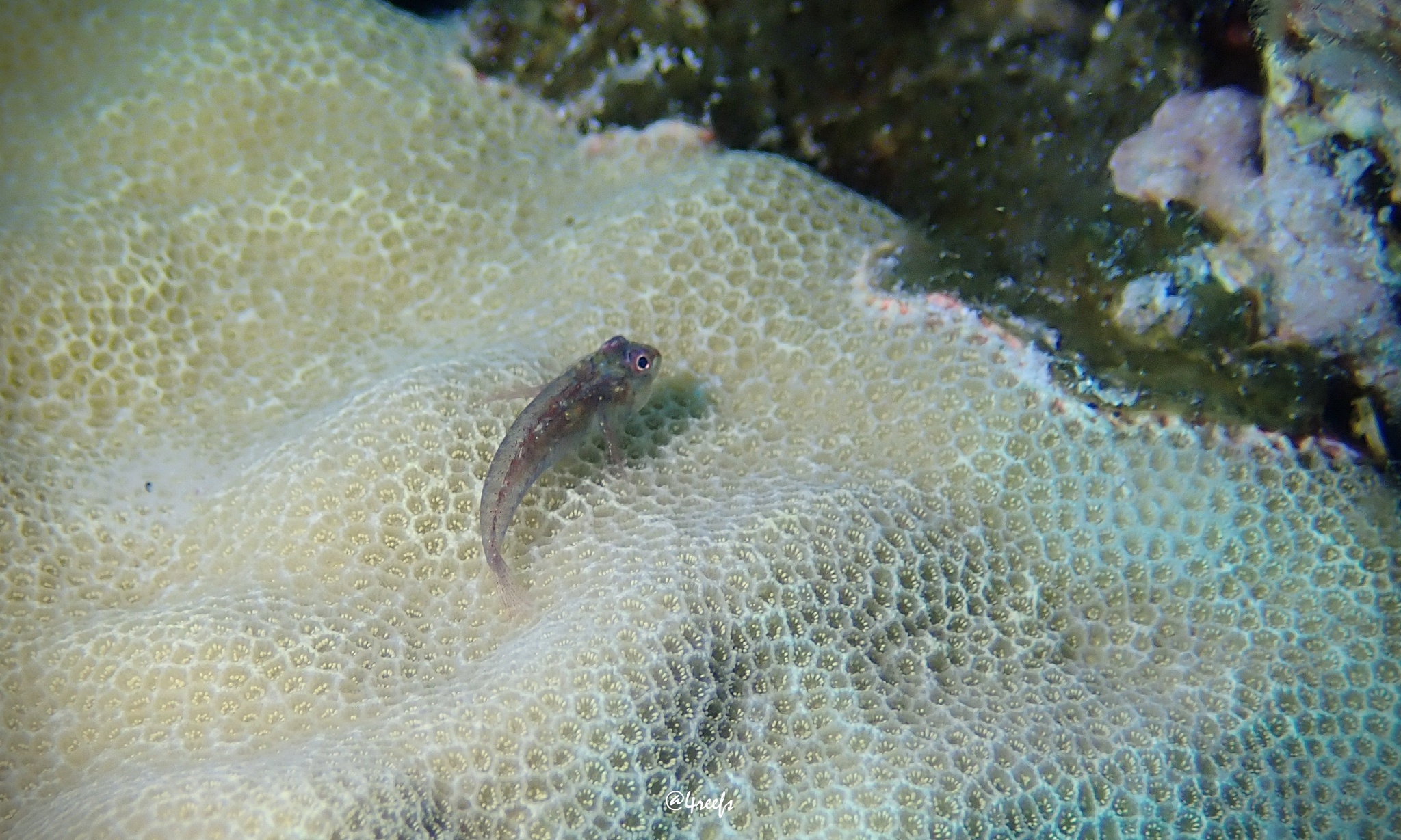ภาพ ปลาบู่ปะการัง (Pleurosicya larsonae)