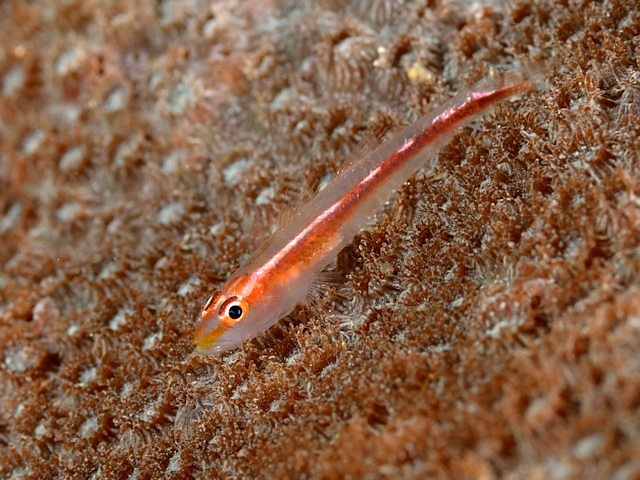 ภาพ ปลาบู่บู่ (Pleurosicya micheli)