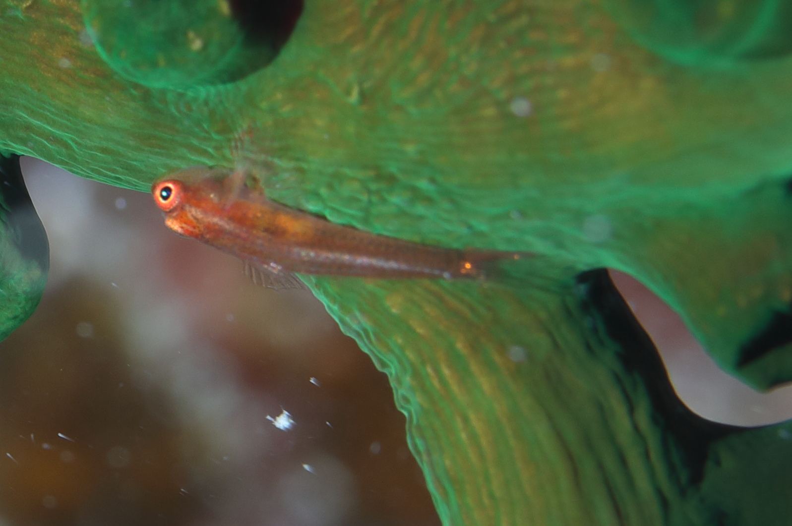 ภาพ ปลาบู่ผีบู่ (Pleurosicya muscarum)