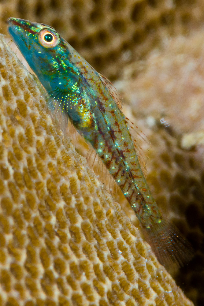ภาพ ปลาบู่ผีบู่ (Pleurosicya plicata)