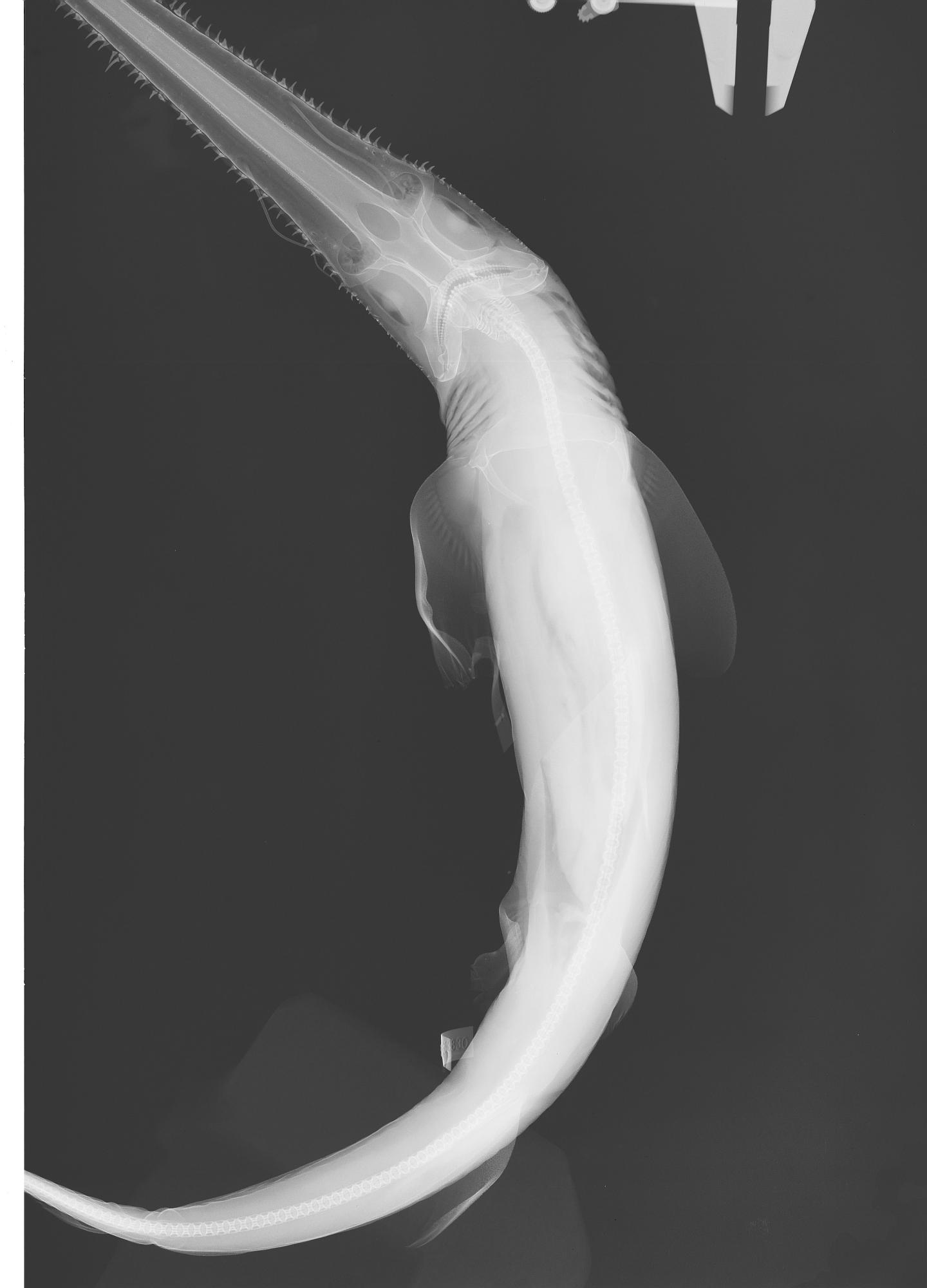 ภาพ ปลา warreni (Pliotrema warreni)