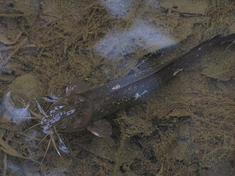 ภาพ ปลา canius (Plotosus canius)