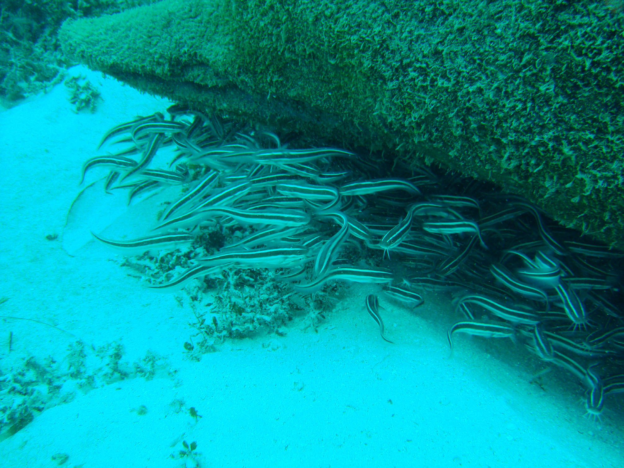 ภาพ ปลา lineatus (Plotosus lineatus)