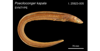 ภาพ ปลา kapala (Poeciloconger kapala)