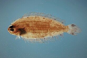 ภาพ ปลา beanii (Poecilopsetta beanii)