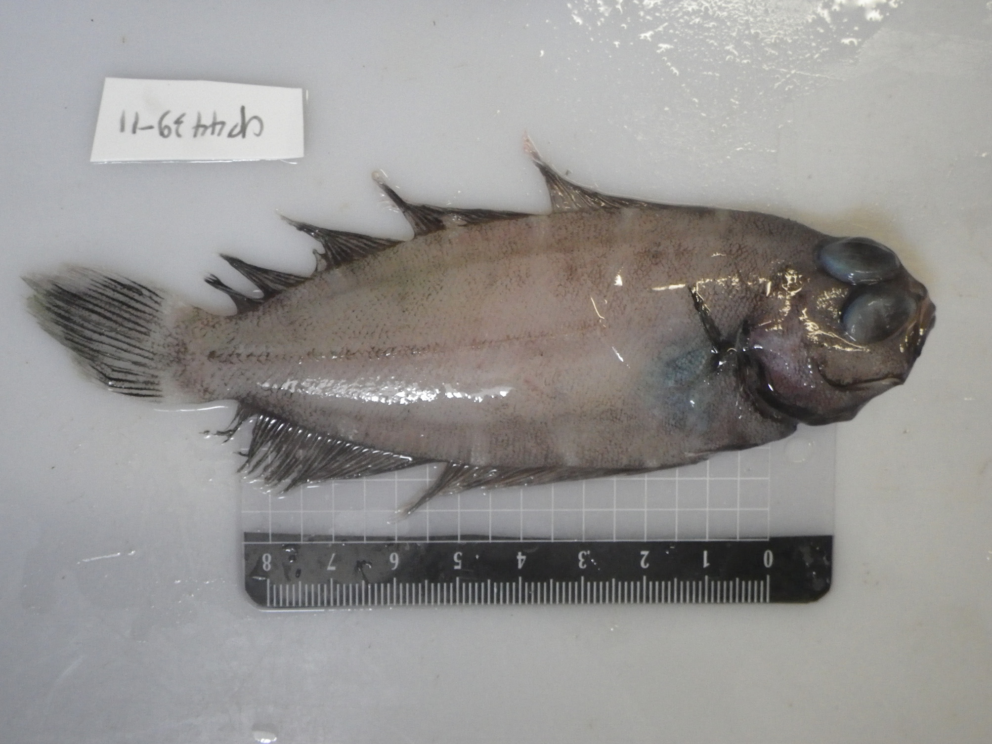 ภาพ ปลา dorsialta (Poecilopsetta dorsialta)