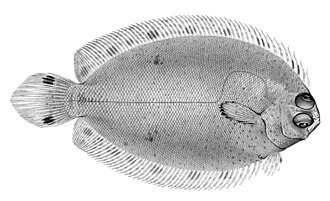 ภาพ ปลา hawaiiensis (Poecilopsetta hawaiiensis)