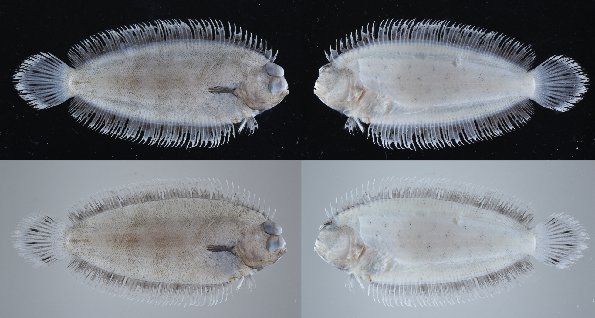 ภาพ ปลา praelonga (Poecilopsetta praelonga)