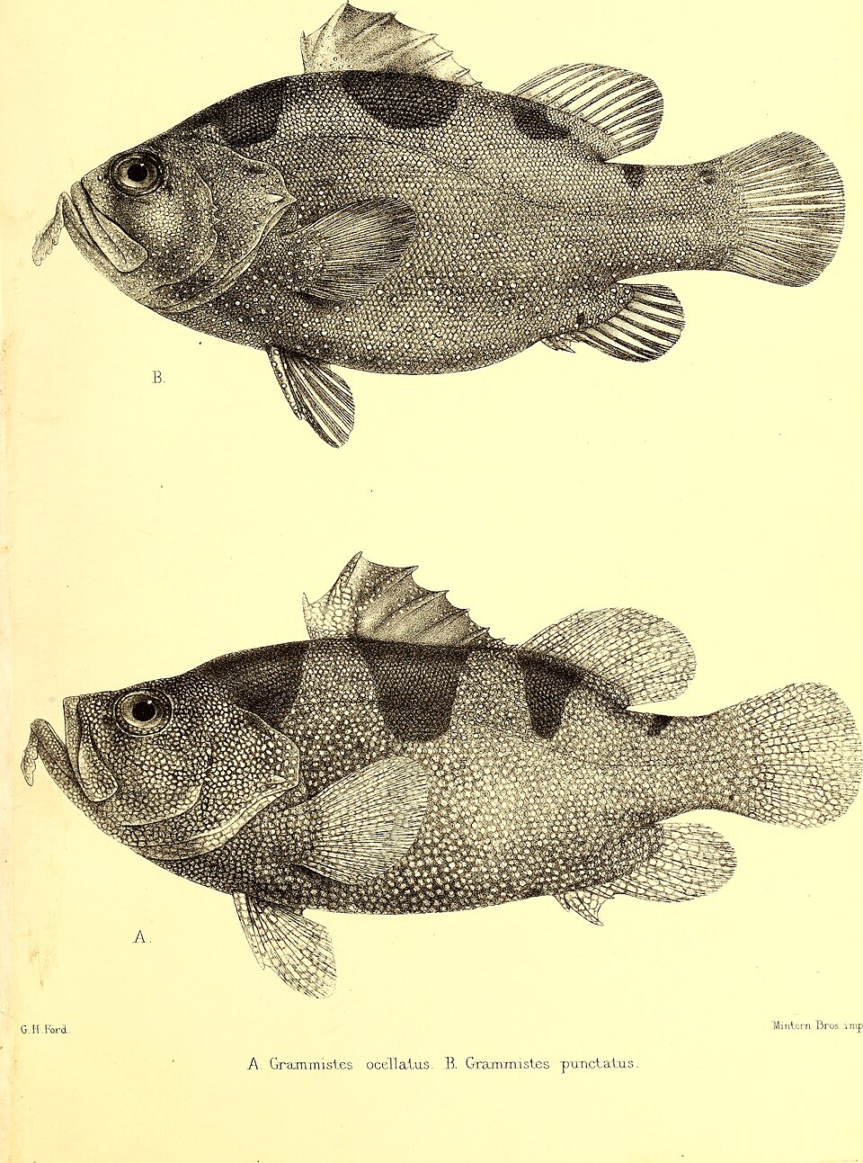 ภาพ ปลากะรังจิ๋ว ocellata (Pogonoperca ocellata)