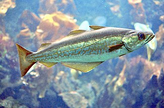 ภาพ ปลา pollachius (Pollachius pollachius)