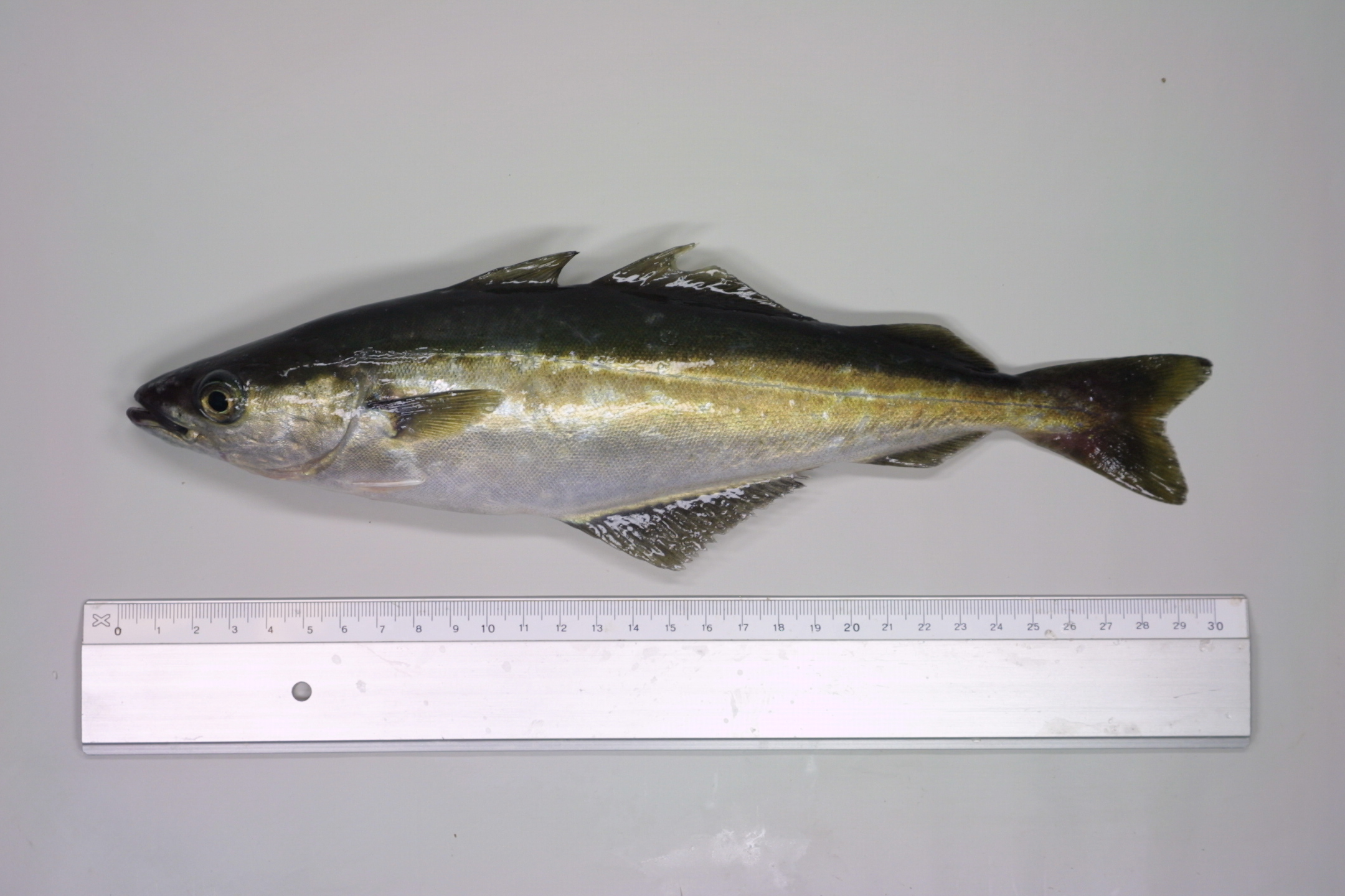 ภาพ ปลา virens (Pollachius virens)