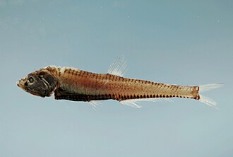 ภาพ ปลา mauli (Pollichthys mauli)