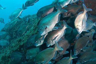 ภาพ ปลา germanum (Polyamblyodon germanum)