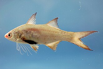 ภาพ ปลา octonemus (Polydactylus octonemus)