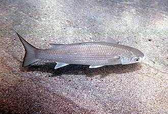 ภาพ ปลา sexfilis (Polydactylus sexfilis)