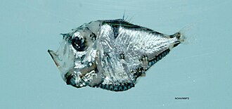 ภาพ ปลา asteroides (Polyipnus asteroides)