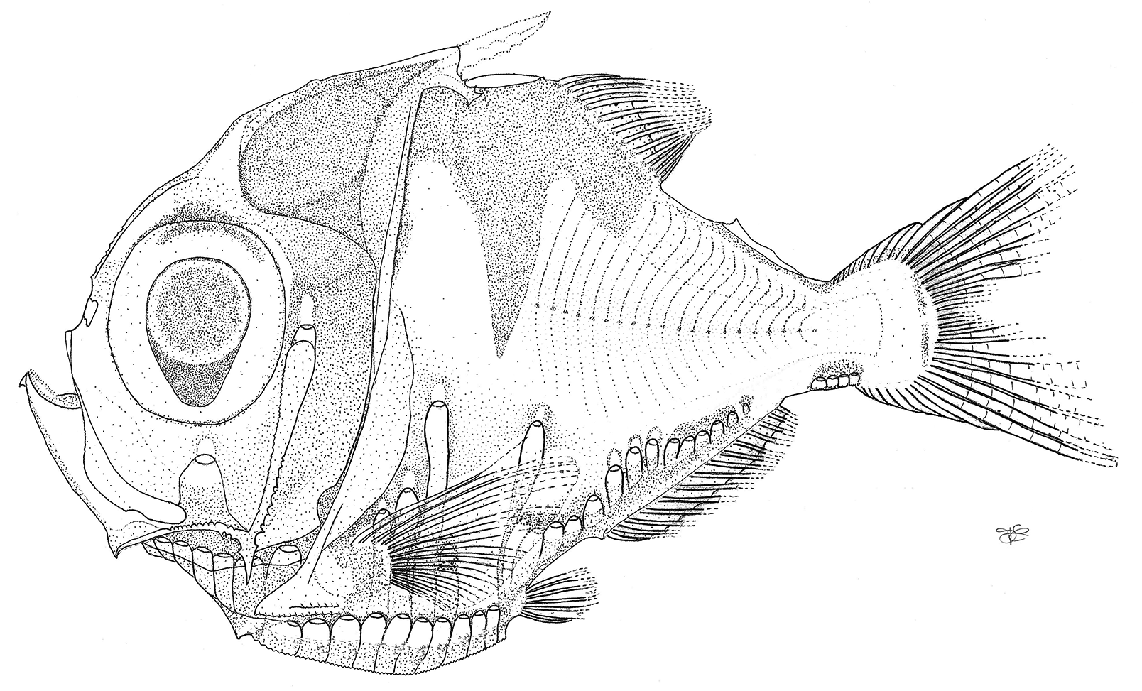 ภาพ ปลา laruei (Polyipnus laruei)