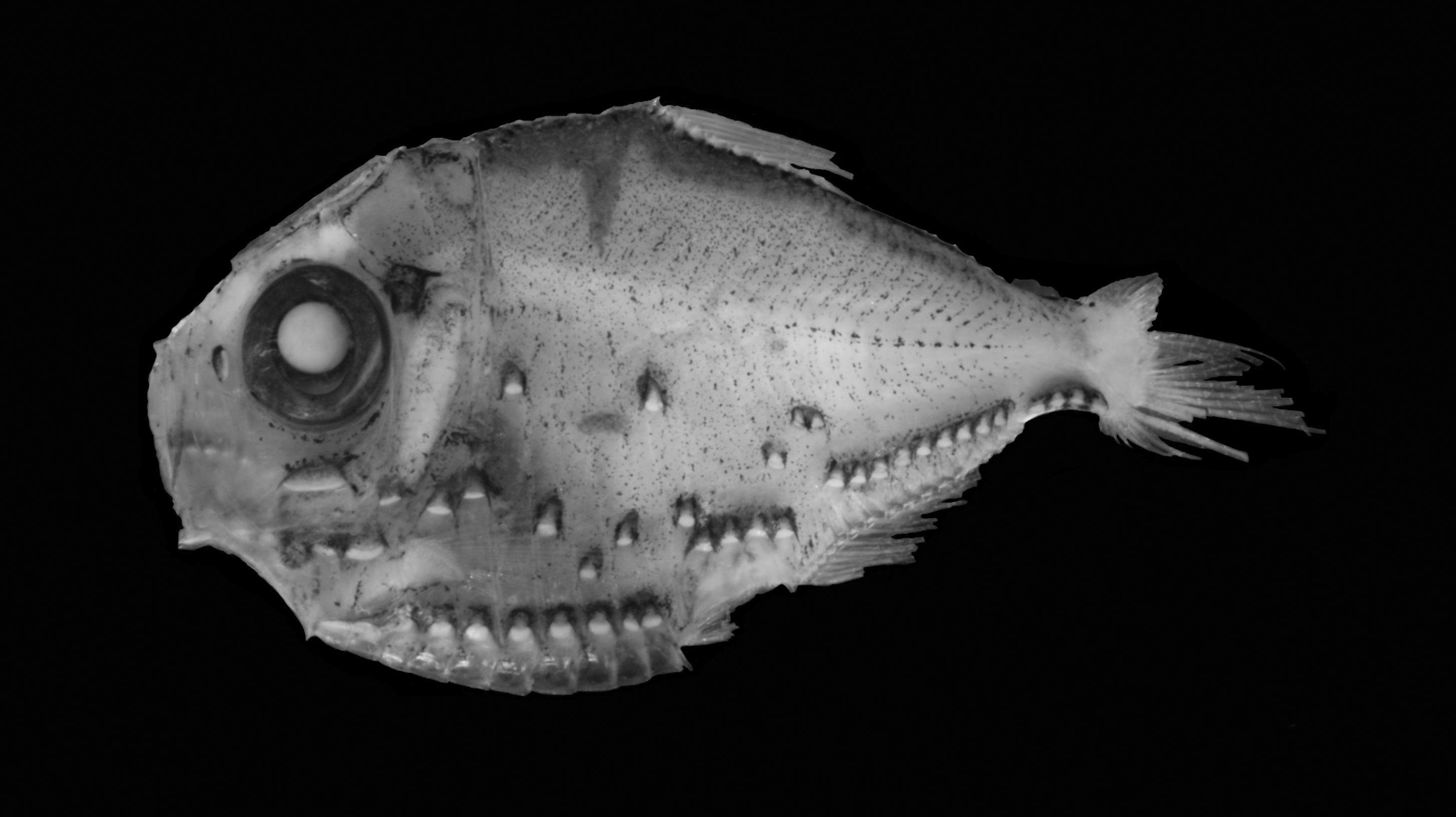 ภาพ ปลา notatus (Polyipnus notatus)