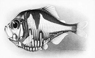 ภาพ ปลา nuttingi (Polyipnus nuttingi)