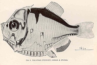 ภาพ ปลา stereope (Polyipnus stereope)
