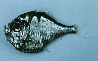 ภาพ ปลา triphanos (Polyipnus triphanos)