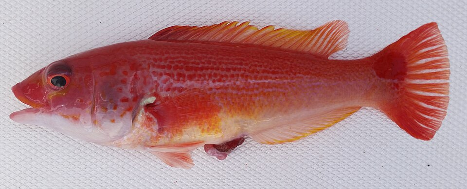 ภาพ ปลานกขุนทอง cruentum (Polylepion cruentum)