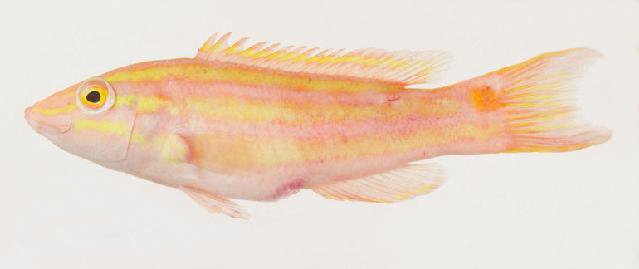 ภาพ ปลานกขุนทองลายเส้น (Polylepion russelli)