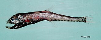 ภาพ ปลา corythaeola (Polymetme corythaeola)