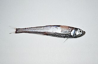 ภาพ ปลา thaeocoryla (Polymetme thaeocoryla)