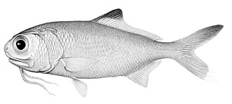ภาพ ปลา berndti (Polymixia berndti)