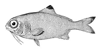 ภาพ ปลา nobilis (Polymixia nobilis)