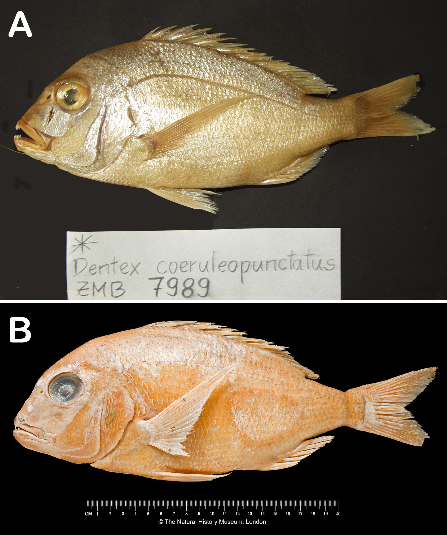 ภาพ ปลา cerasinus (Polysteganus cerasinus)