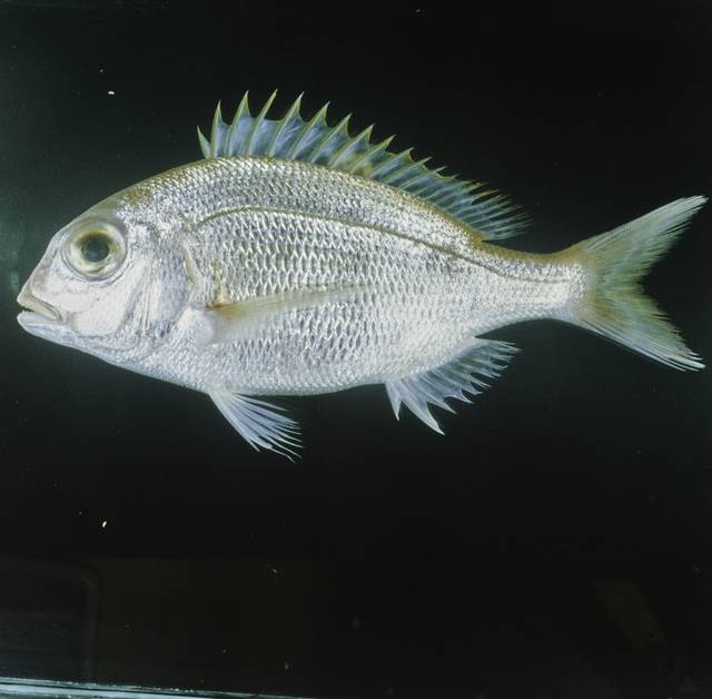 ภาพ ปลา coeruleopunctatus (Polysteganus coeruleopunctatus)